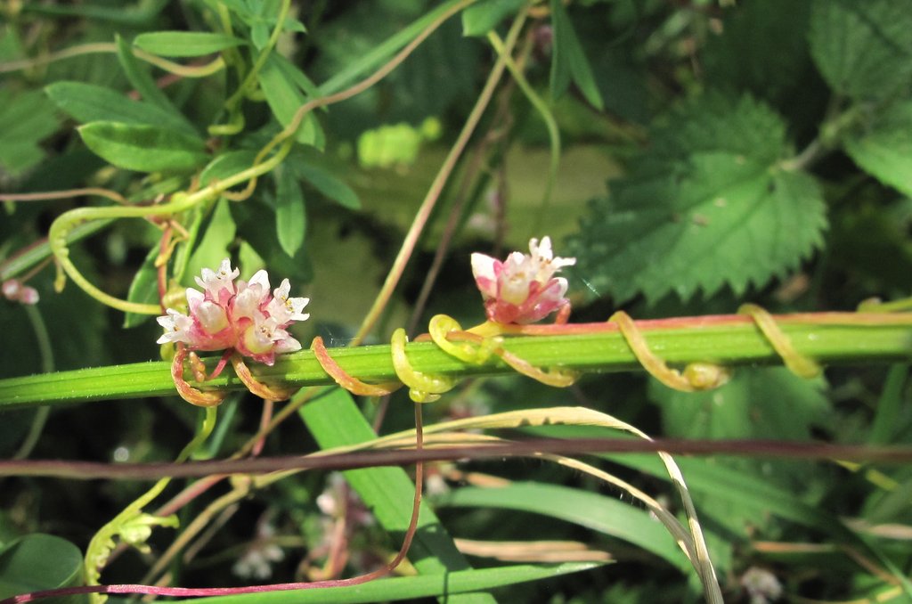 Cuscuta europaea